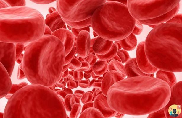 ¿Cuántos litros de sangre hay en el cuerpo humano?