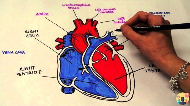 ¿Qué es la cardiopatía hipocinética?
