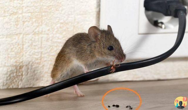 ¿Cómo picotear un ratón en la casa?