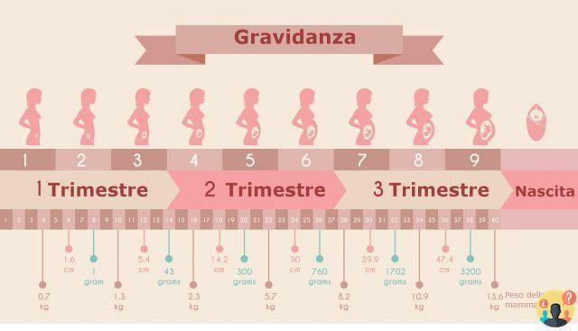 ¿Cuántos días dura el embarazo?