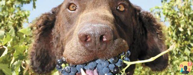 ¿Cuántas uvas son malas para el perro?