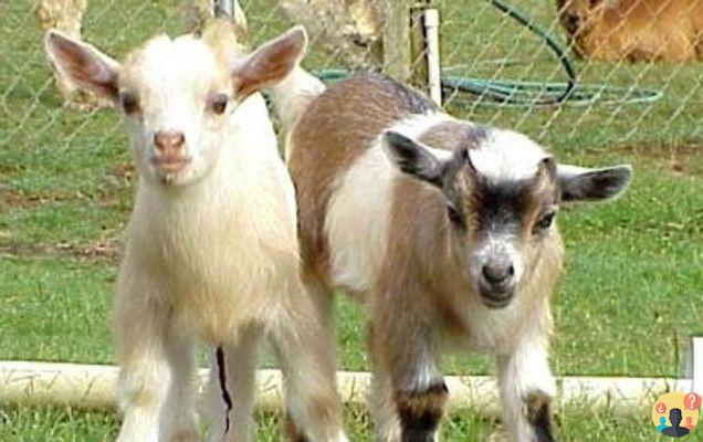 ¿Cómo se llaman las cabras heidi?