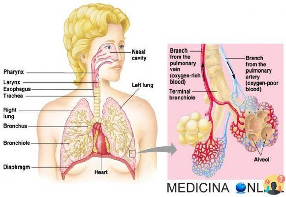 ¿Cuál es la diferencia entre bronquitis y bronquiolitis?