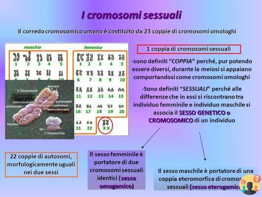 ¿Dónde se encuentran los cromosomas sexuales?