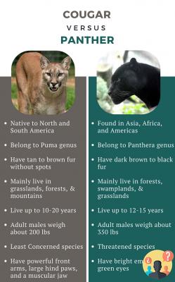 ¿Diferencia entre puma y pantera negra?