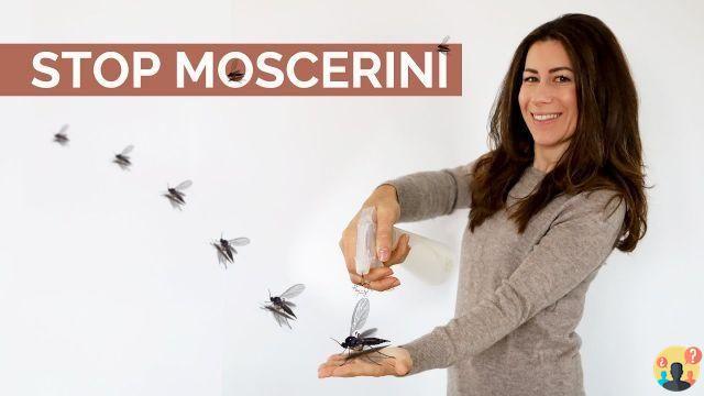¿Cómo matar mosquitos en casa?