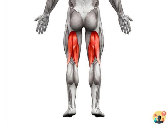 ¿Qué son los músculos flexores?