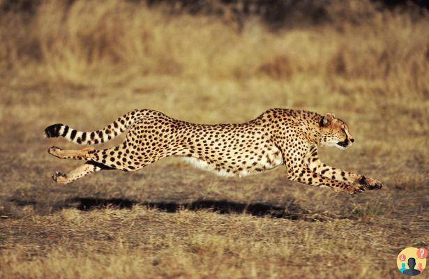 ¿Hasta dónde puede correr un guepardo?