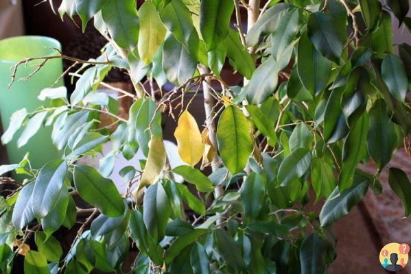 ¿Ficus con hojas amarillas?