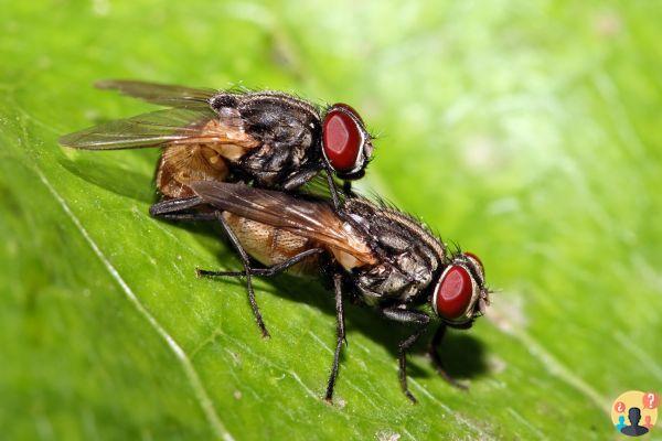 ¿Cómo se reproducen las moscas?