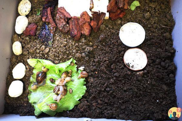 ¿Cómo crear un hábitat para caracoles?
