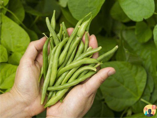 ¿Cómo cultivar judías verdes mangiatutto?