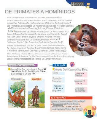¿Diferencia entre primates y simios?