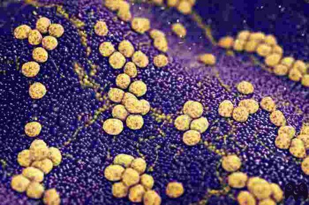¿Cómo tomar Staphylococcus epidermidis?