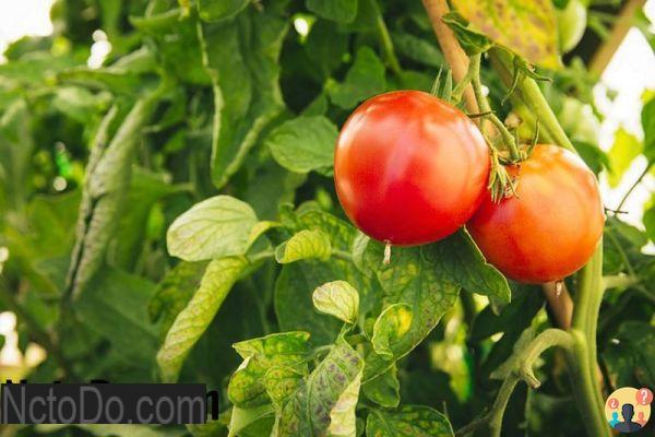 ¿Diferencia entre tomate determinado e indeterminado?