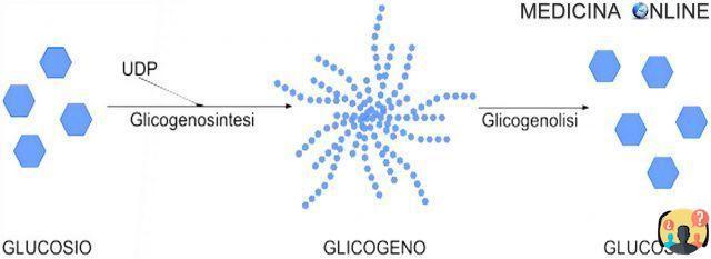 ¿Dónde se acumula el glucógeno?