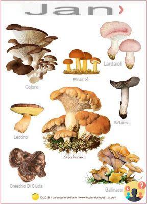 ¿Qué son los hongos comestibles?