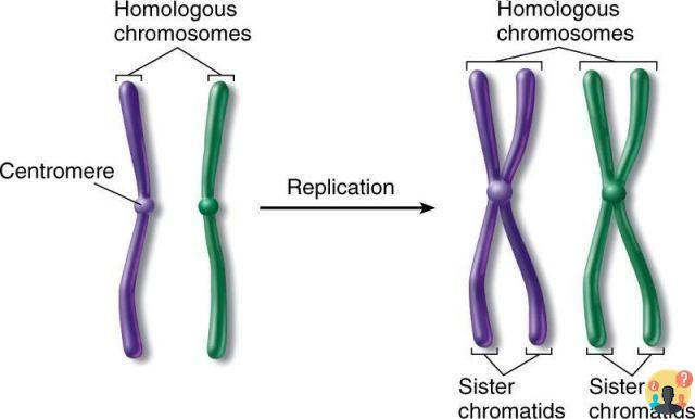 ¿Qué es un cromosoma homólogo?