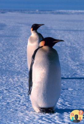 ¿A qué familia pertenecen los pingüinos?