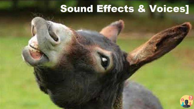 ¿Cómo es el sonido del burro?