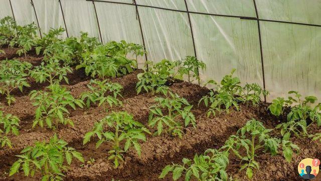 ¿Cómo fertilizar los tomates?