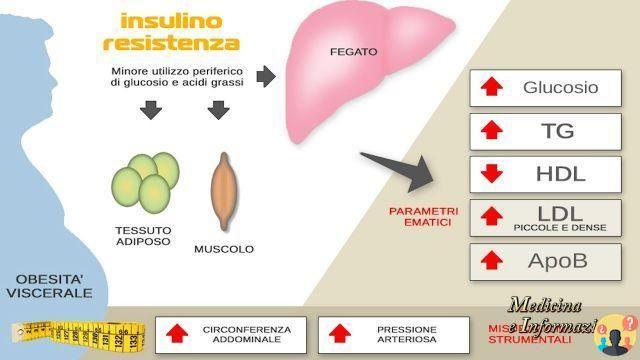 ¿Cómo se calcula la resistencia a la insulina?