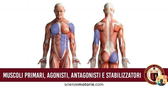 ¿Qué son los músculos estabilizadores?