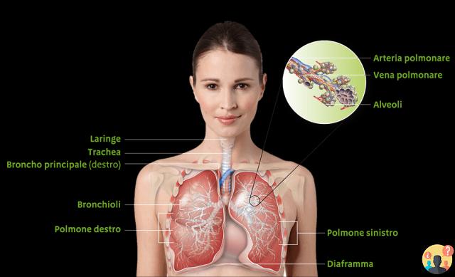 ¿Qué divide las vías respiratorias superiores e inferiores?