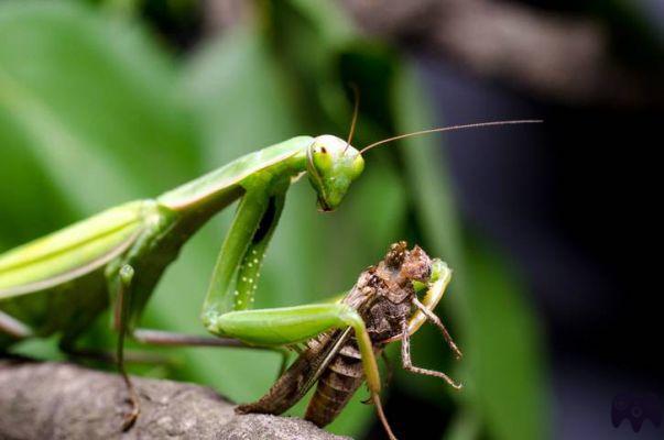 ¿Qué come la mantis religiosa?
