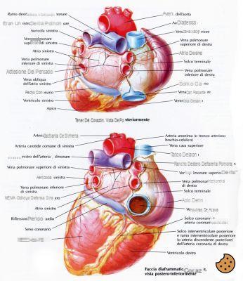 ¿Cuántas arterias y venas pulmonares hay?