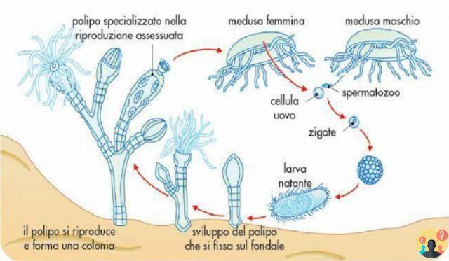 ¿Cómo se reproducen las medusas?