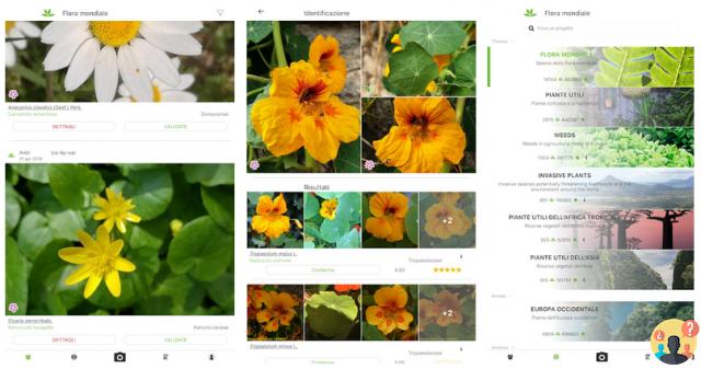 ¿Aplicación para reconocer plantas comestibles?
