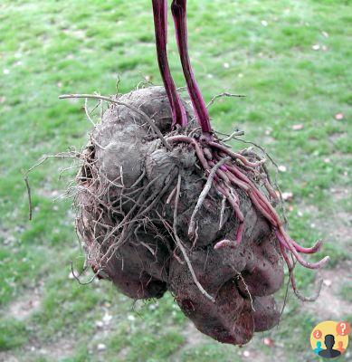 ¿Ejemplos de plantas con raíces tuberculosas?