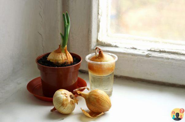¿Plantar cebollas germinadas en macetas?