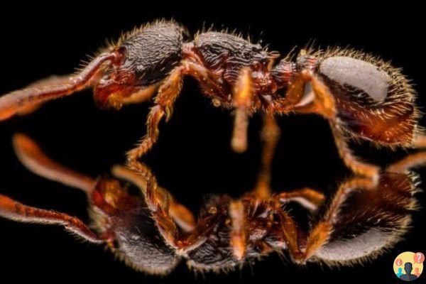 ¿Qué hace que las hormigas se escapen?
