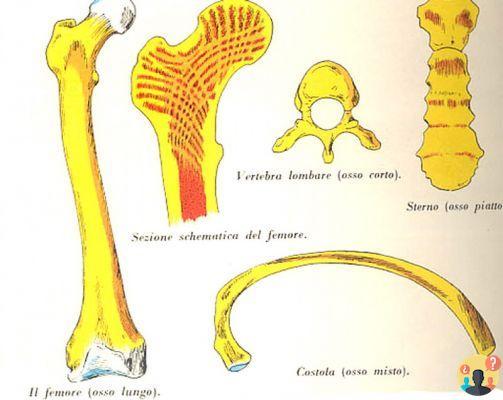 ¿Qué son los huesos largos cortos y planos?