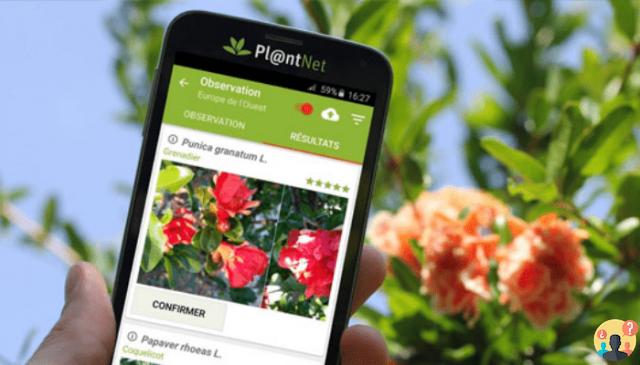 ¿Aplicación gratuita de reconocimiento de plantas?
