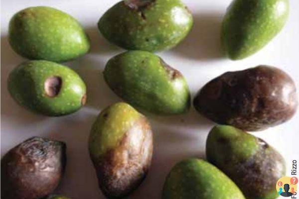 ¿Cómo curar la lepra del olivo?