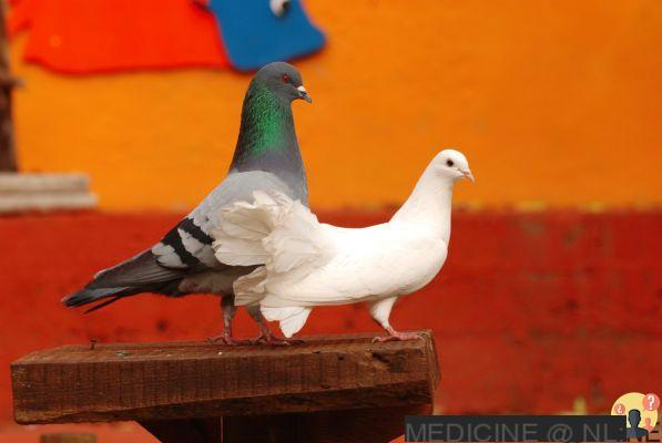 ¿Cuál es la diferencia entre paloma y paloma?