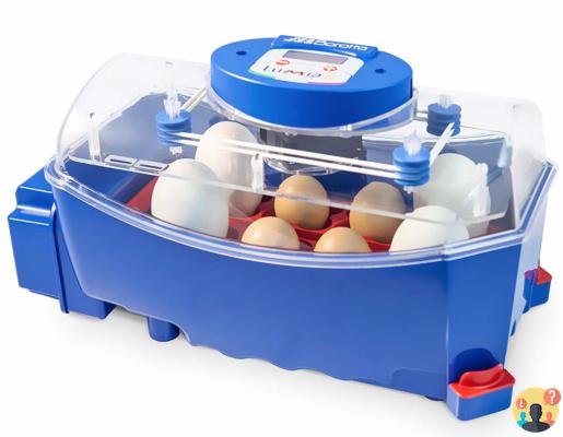 ¿Cuál es la mejor incubadora de huevos?
