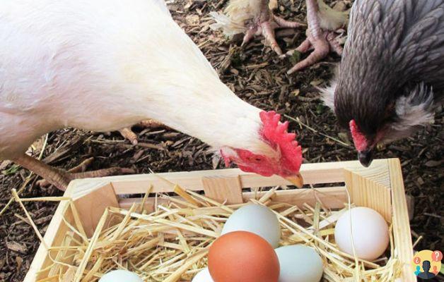 ¿Cuándo comen huevos las gallinas?