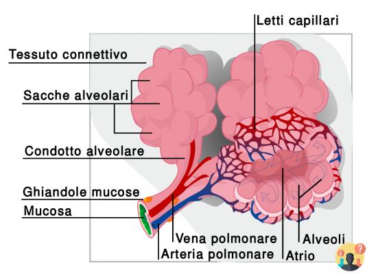 ¿De qué están envueltos los alvéolos pulmonares?