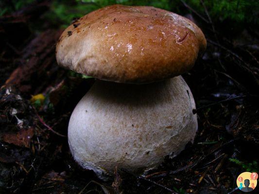 ¿Qué son los hongos epigeos?