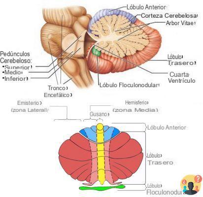 ¿Cuál es la función del cerebelo?