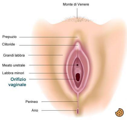 ¿Qué son los genitales?