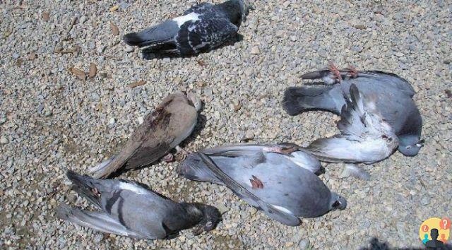 ¿Con qué envenenar a las palomas?