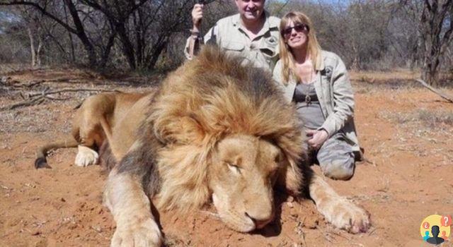 ¿Cuánto cuesta cazar un león?