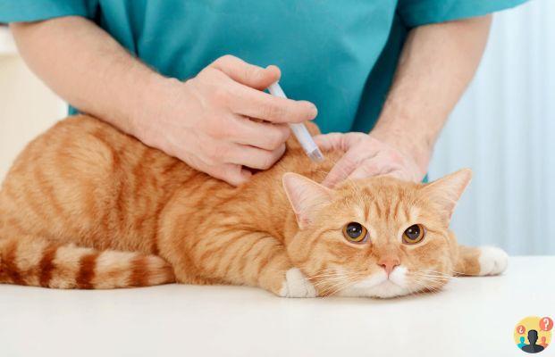 ¿Cómo se vacuna a un gato?