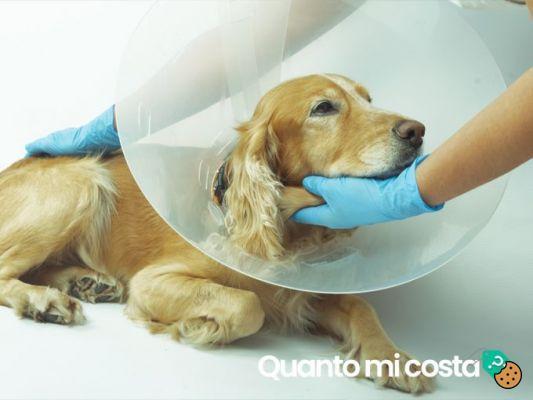 ¿Cuánto cuesta esterilizar a un perro?