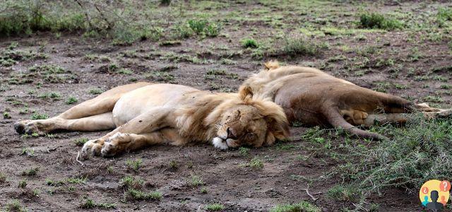 ¿Cuántas horas dedica a dormir el rey león de la sabana?